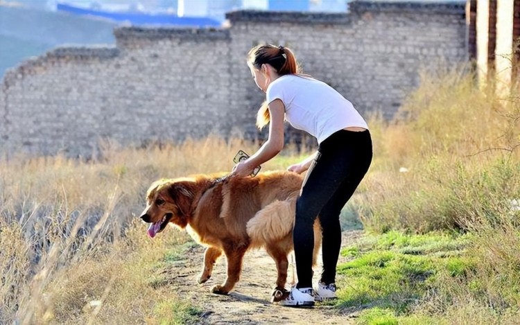 养大型犬原来对女生有这么多好处