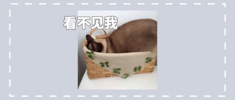 13张宠物躲猫猫图片：一定要假装看不见才行