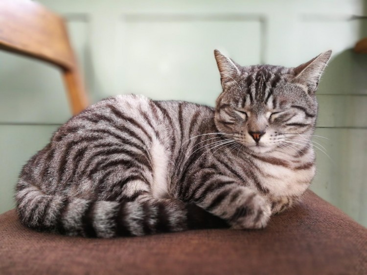 如何纠正猫咪挑食的坏习惯