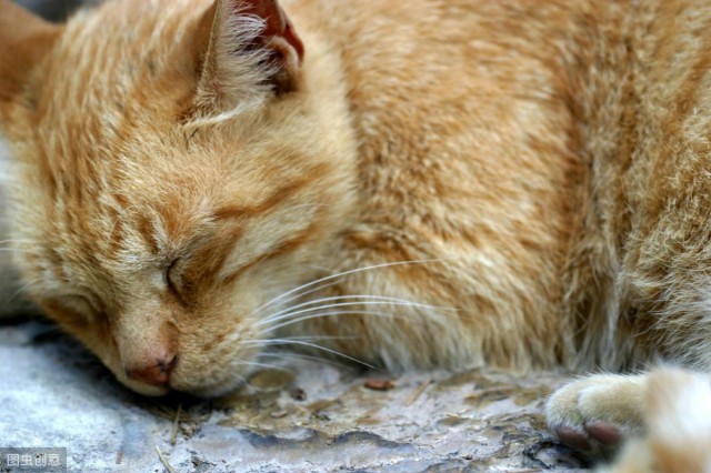 猫病科普：以为猫咪患了皮肤病这三类皮肤病是猫肿瘤疾病的预告