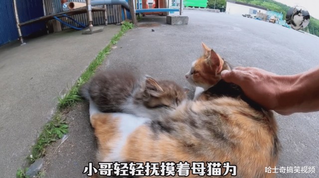 男子行走在路上突然被流浪猫抱住大腿求助结局太暖了吧