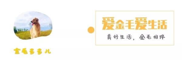 了解狗狗的行为特点，和狗狗一起生活变得容易，主人和狗狗更和谐