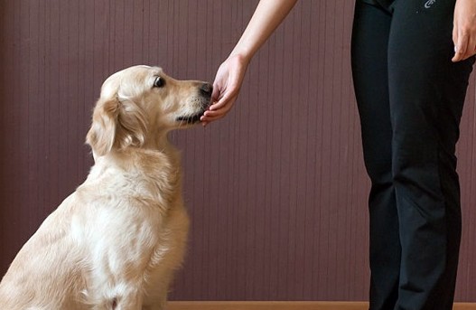 九大狗狗呵护法最后一点很多人都做不到