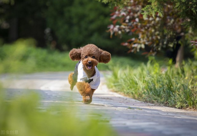 惹人爱的宠物犬一招教你如何分辨泰迪与贵宾！别再傻傻分不清了