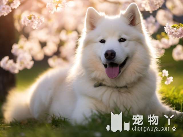 比熊犬是梗犬吗？