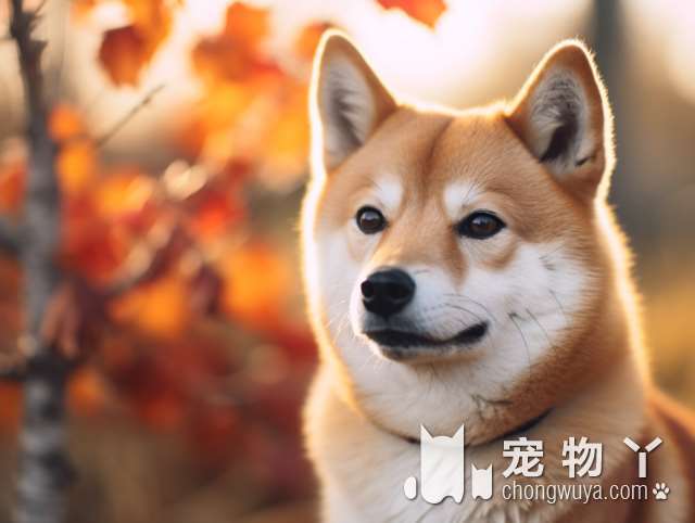 萨摩耶犬是哪个国家的？