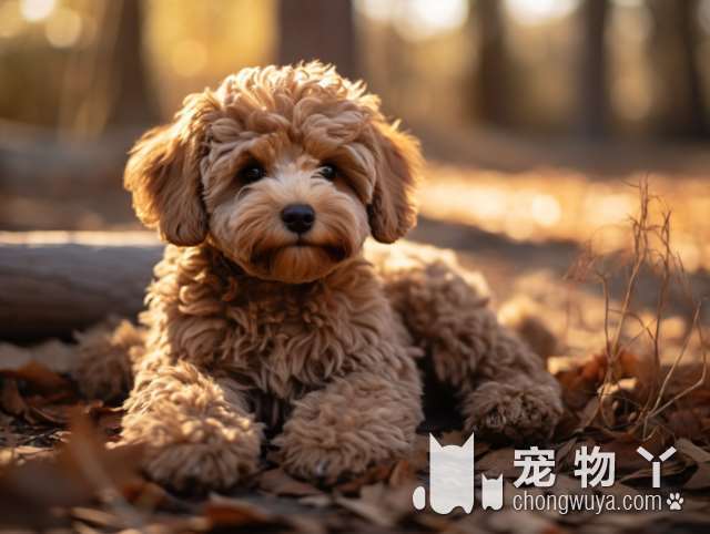 萨摩耶犬名字大全？