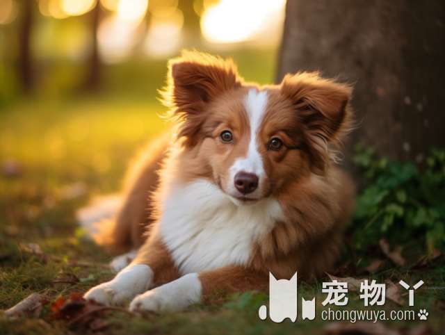 松狮犬是不是有藏獒家族血统？